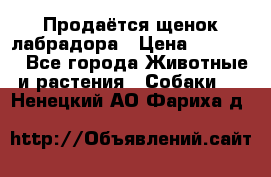 Продаётся щенок лабрадора › Цена ­ 30 000 - Все города Животные и растения » Собаки   . Ненецкий АО,Фариха д.